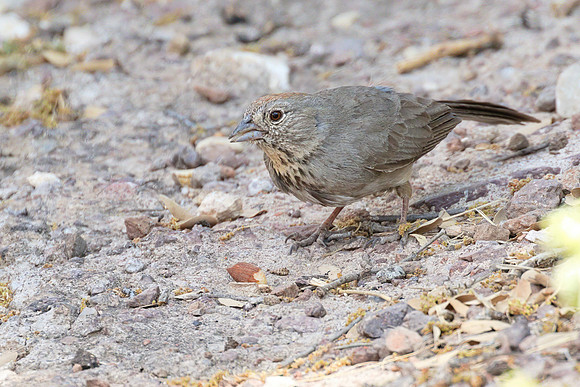 Campground_Towhee_01