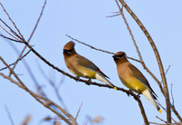 Cedar Waxwing 02