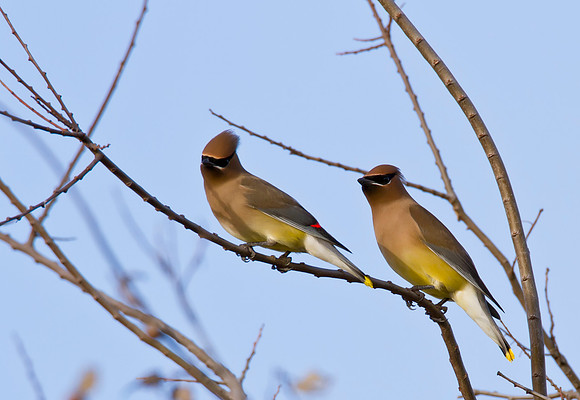 Cedar Waxwing 02