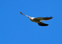 Mississippi_Kite_07