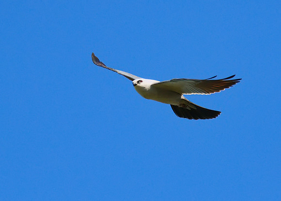 Mississippi_Kite_07