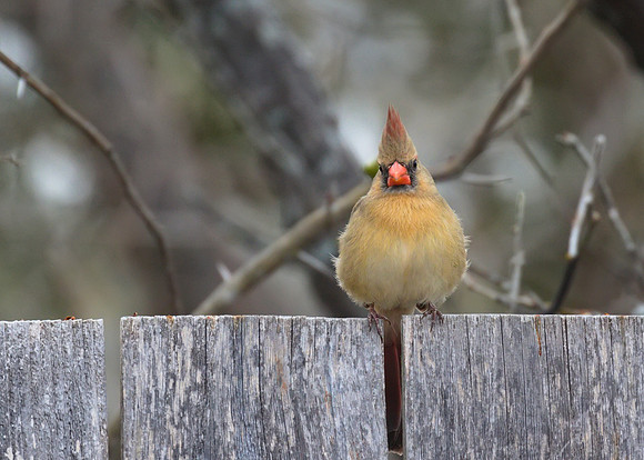 Cardinal 01