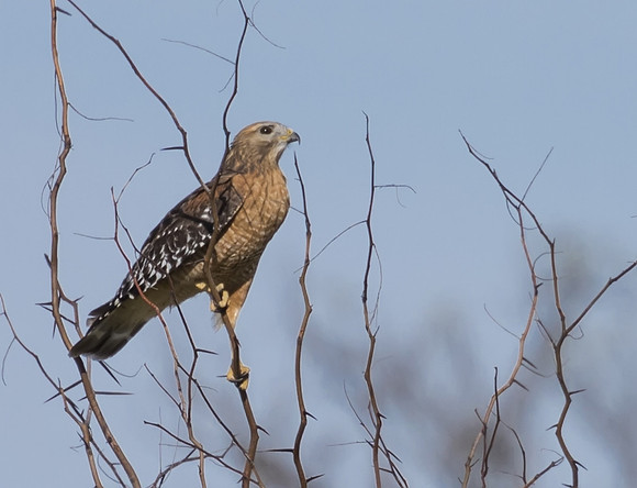 Red Shouldered Hawk 01