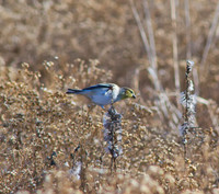 Gold Finch