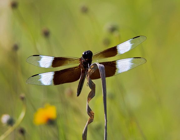 Widow Skimmer