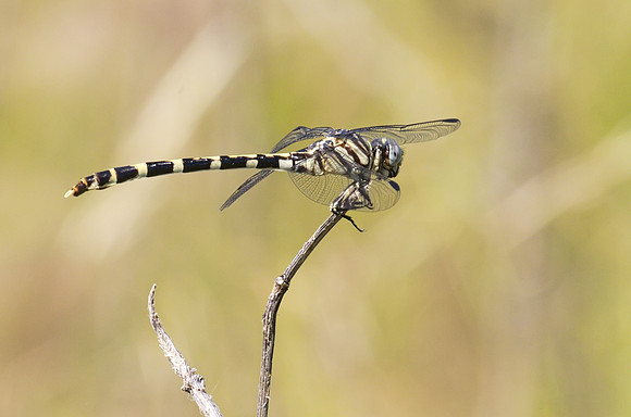 Four Stripped Leaftail 01