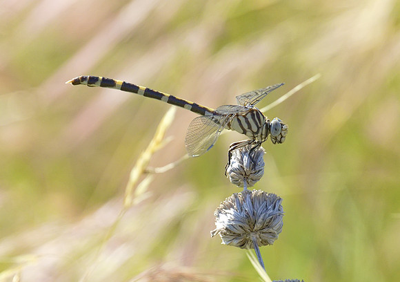 Four Stripped Leaftail 02