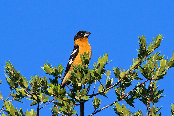 Black_Headed_Grosbeak_01