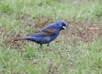 Blue Grosbeak 01