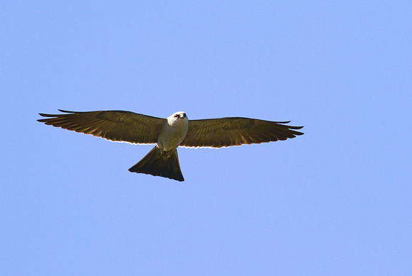 Mississippi Kite 03