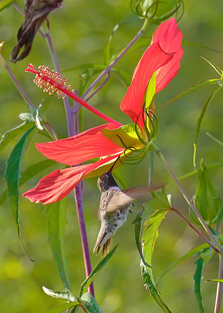 Hummingbird_04