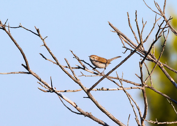 Bewicks Wren 01