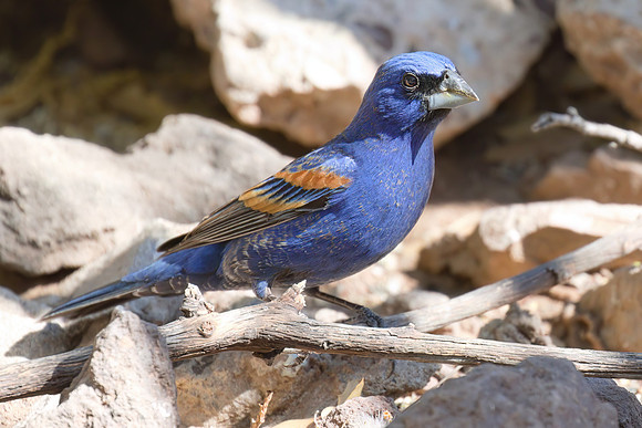Blue_Grosbeak_01
