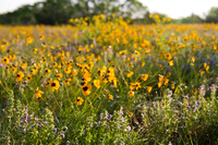 Threadleaf Coreopsis