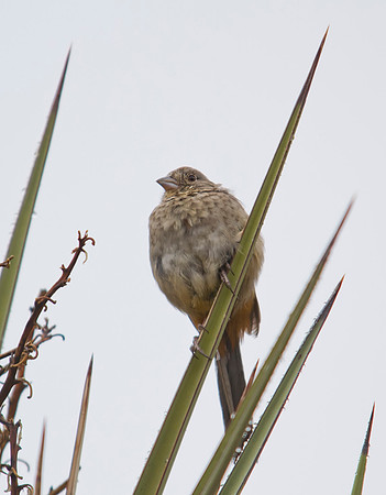 Canyon Towee 02