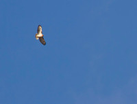 Red Tail Hawk 02