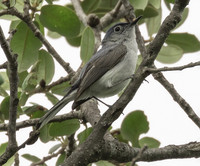 Blue Grey Gnatcatcher 02