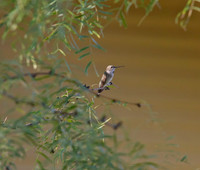 Ruby Throated Hummingbird Female