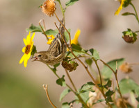 Pine Siskin 02