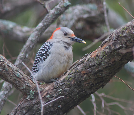 Red Bellied Woodpecker 01