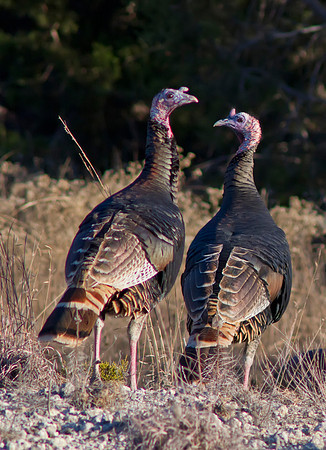 turkey 01