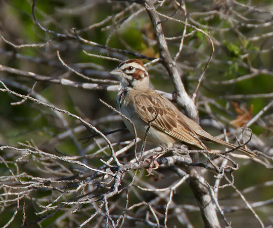 Lark Sparrow 02