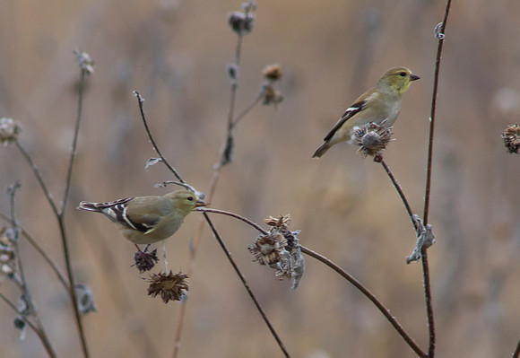 Gold Finch 01