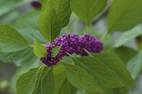 American Beauty Berry 01