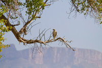 Gray Hawk 13