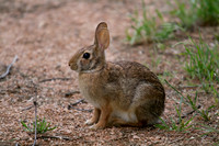 Fuzzy Bunny