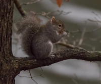 Squirrel 01