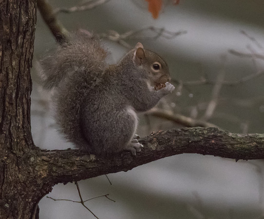 Squirrel 01
