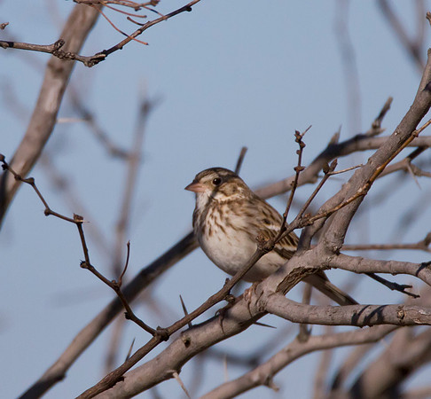 Vesper Sparrow 01