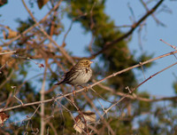 Savannah Sparrow 07