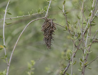 Bagworm Moth 01