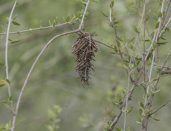 Bagworm Moth 01
