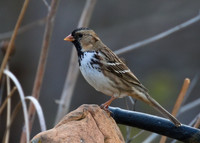 Harris Sparrow 01