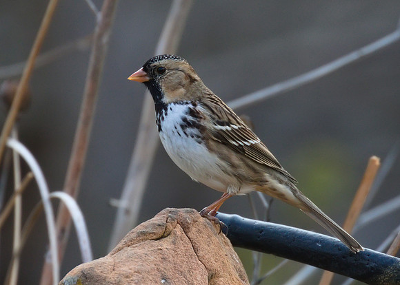 Harris Sparrow 01