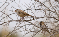 Immature White Crowned Sparrow 01