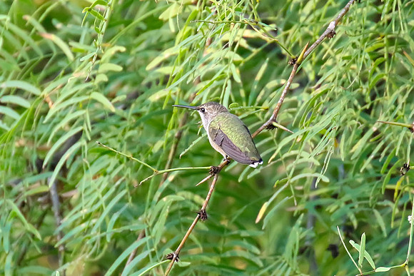 Hummingbird_01