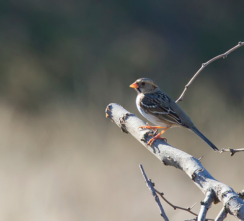 Harris Sparrow 06