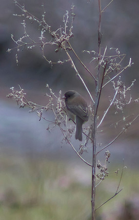 Eastern Phoebe