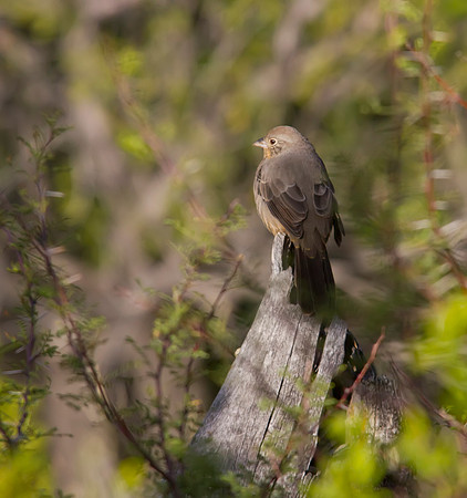 Canyon Towee 03