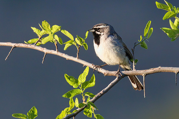 Black_Throated_Sparrow_01