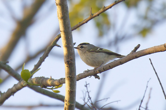 Golden_Crowned_Kinglet_01