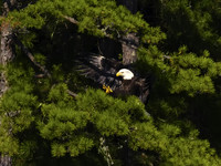 Bald Eagle 17