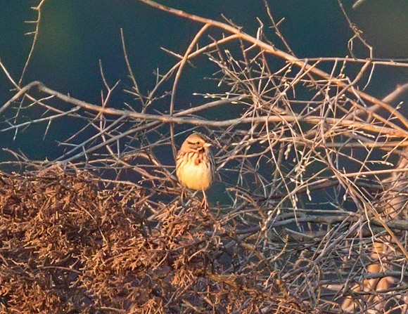 Savannah Sparrow 04