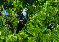 Mississippi_Kite_12