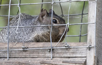 Rock_Squirrel_02