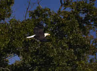Bald Eagle 19